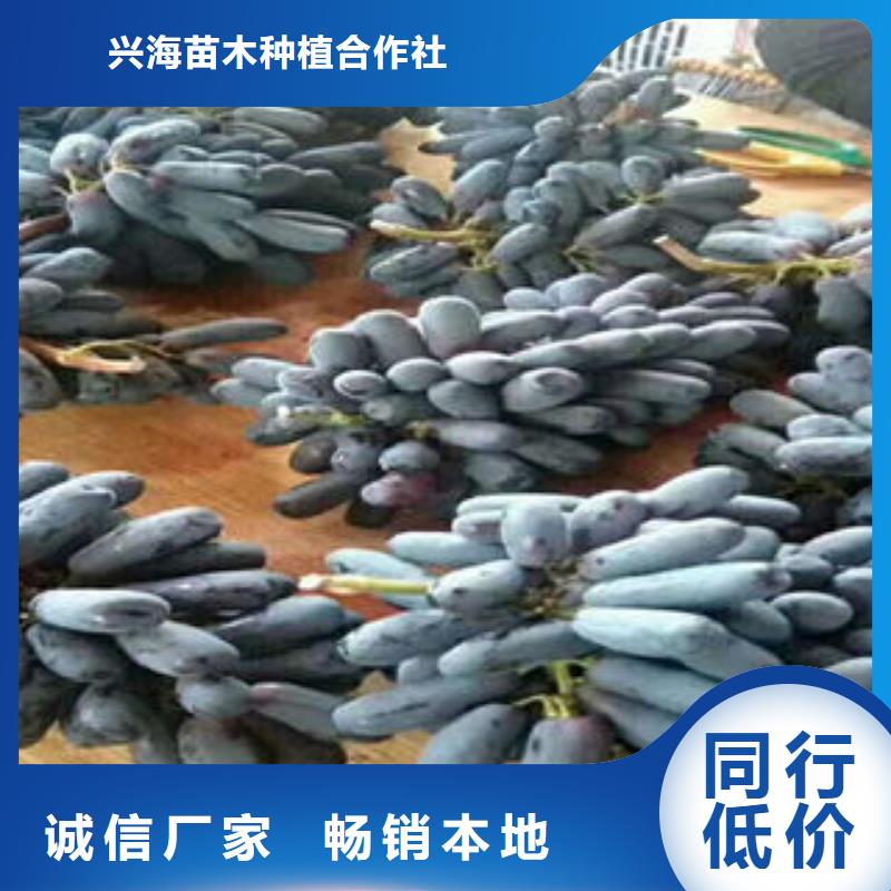 【葡萄苗梨树苗现货充足量大优惠】