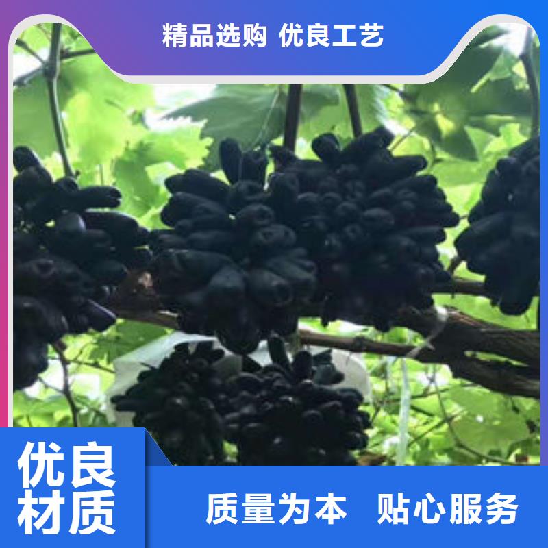 葡萄苗【核桃苗】匠心打造