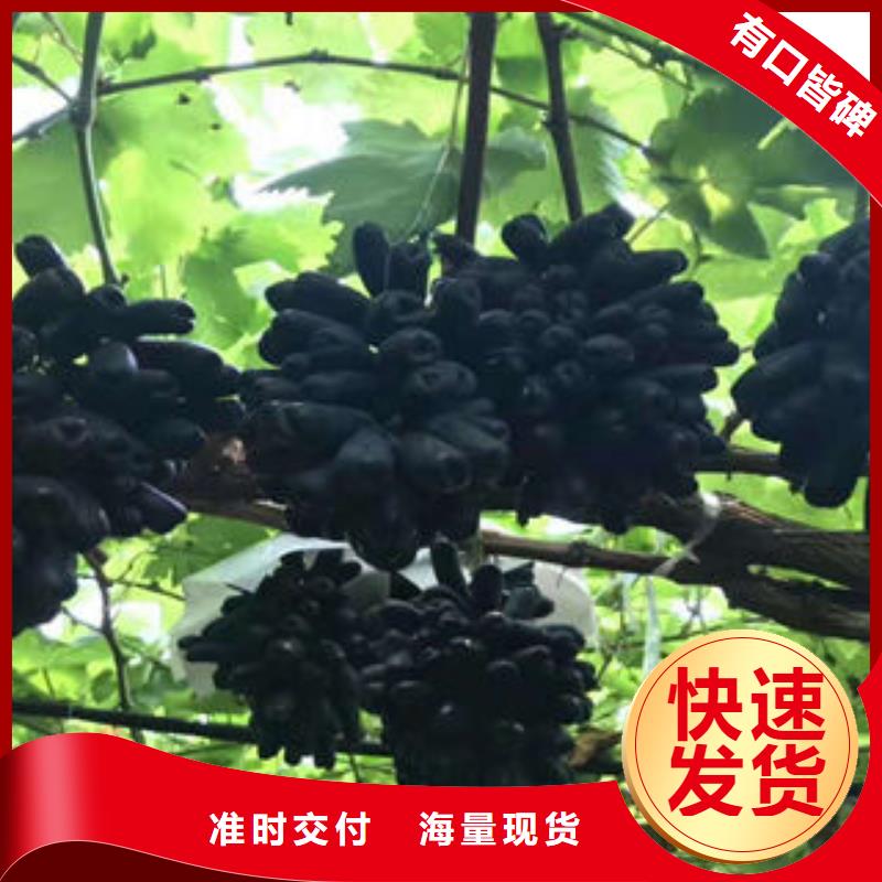 【葡萄苗梨树苗现货充足量大优惠】