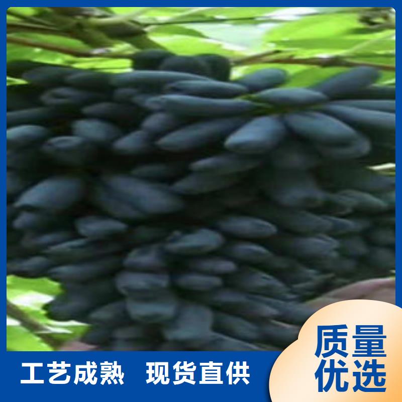 葡萄苗【核桃苗】匠心打造