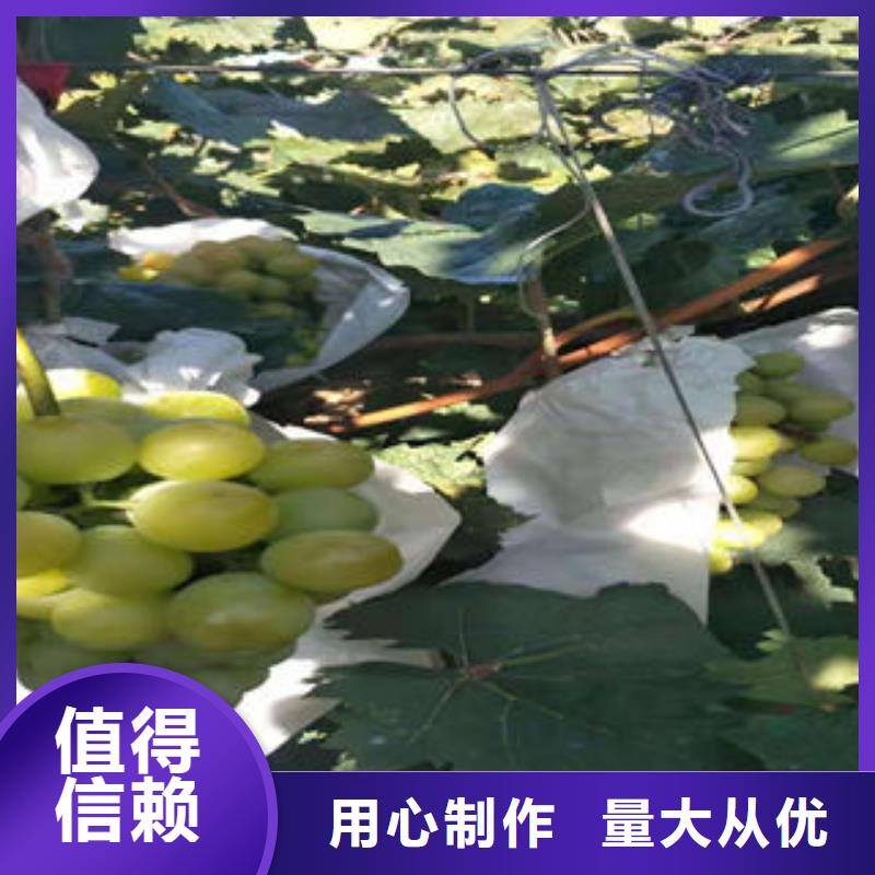 葡萄苗梨树苗多种工艺