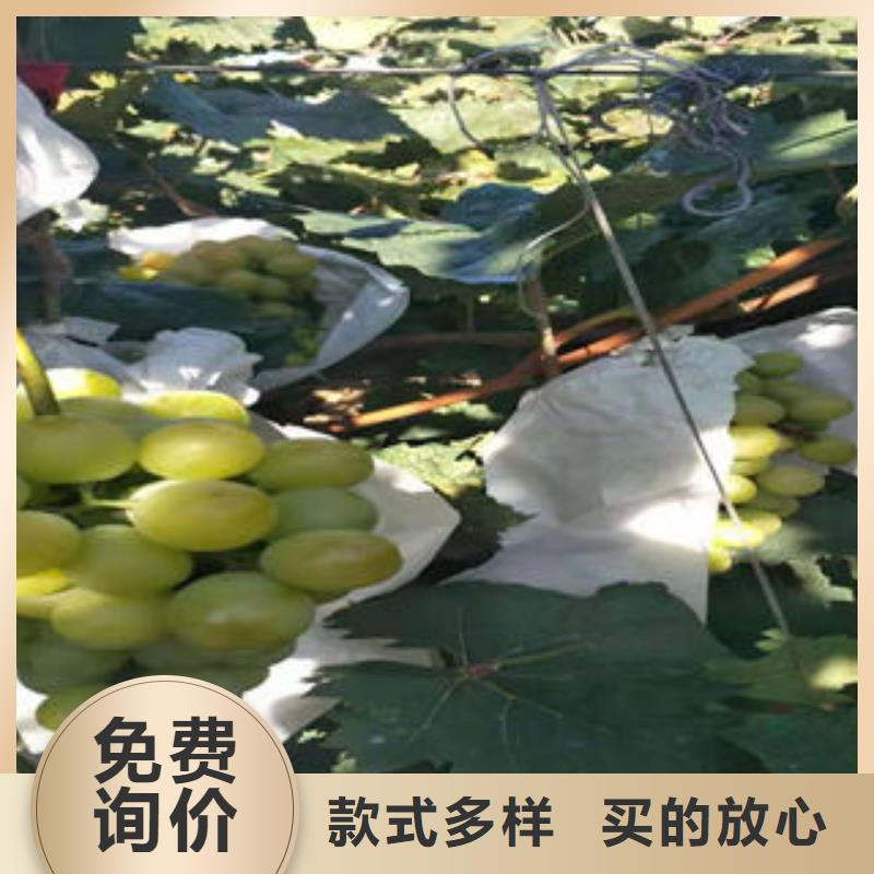 葡萄苗【核桃苗】匠心打造
