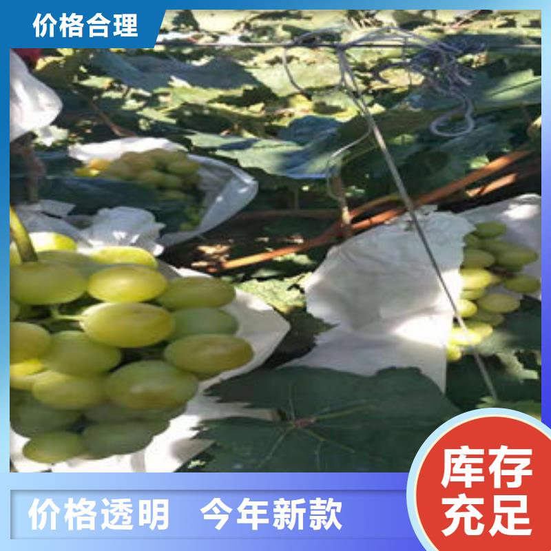 【葡萄苗】 板栗苗今日新品-兴海苗木种植社(秦皇岛市分公司)