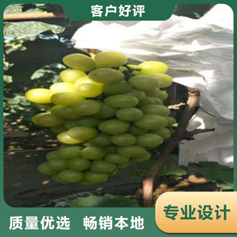 葡萄苗【核桃苗】匠心打造