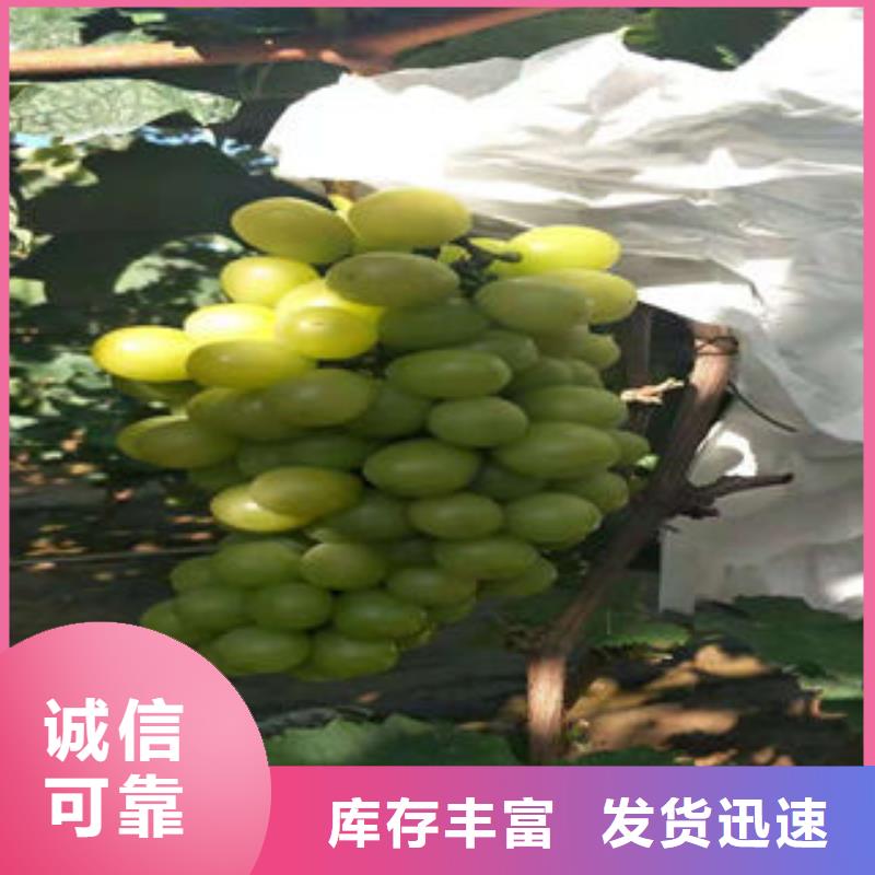 葡萄苗梨树苗多种工艺