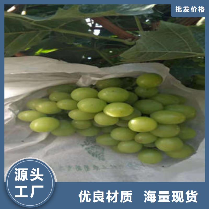 葡萄苗【核桃苗】匠心打造
