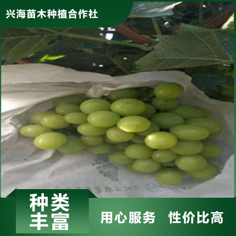 葡萄苗梨树苗多种工艺