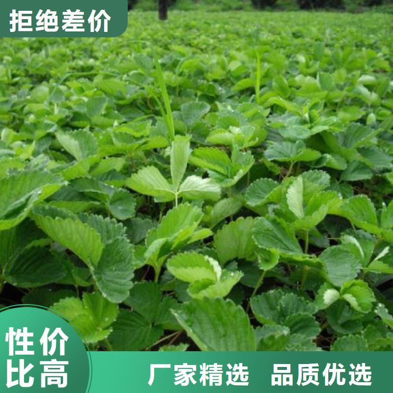 草莓苗【山楂苗】工厂直供