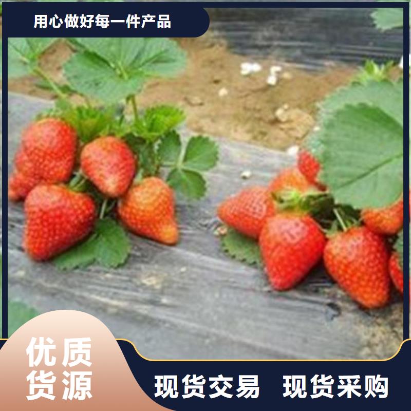 草莓苗花椒苗质优价廉