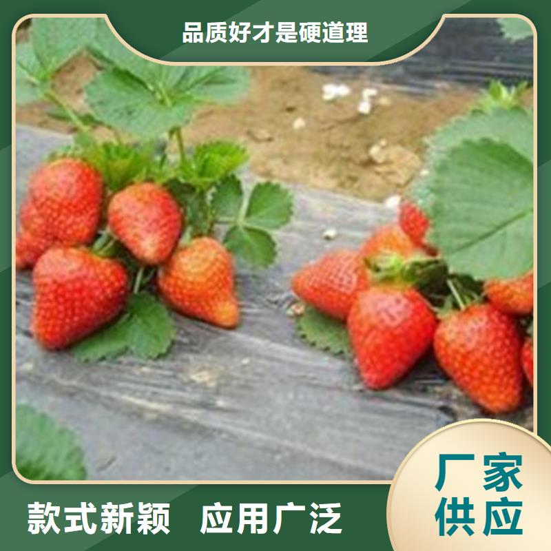 草莓苗蓝莓苗严选材质