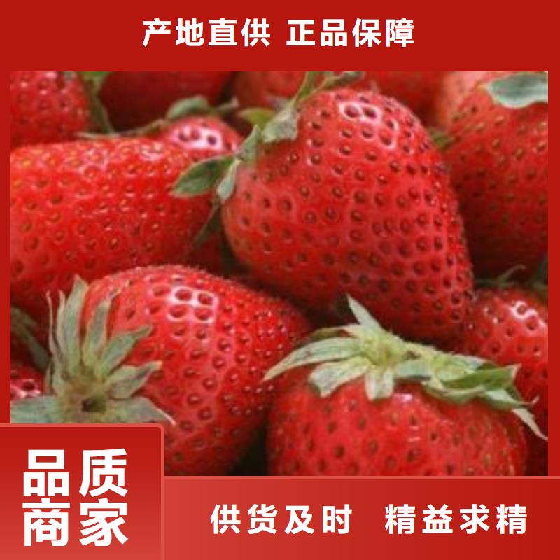 【兴海】草莓苗_【梨树苗】专业完善售后