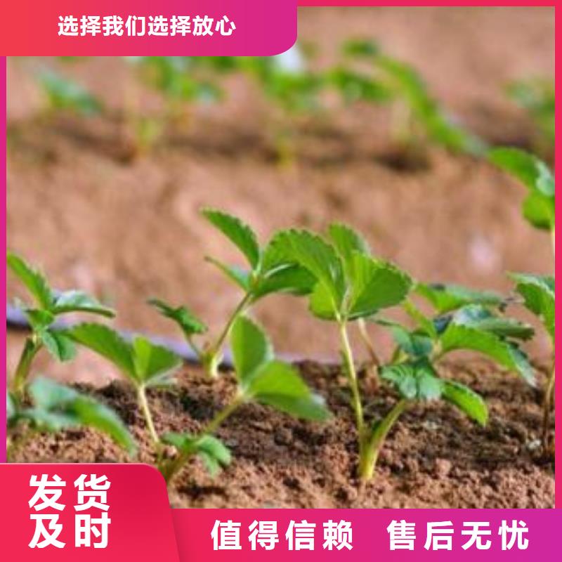 【兴海】草莓苗_【梨树苗】专业完善售后