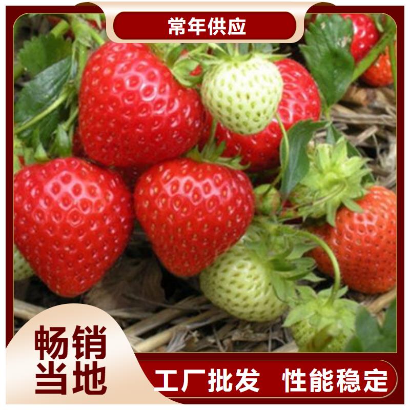 【兴海】草莓苗_【梨树苗】专业完善售后