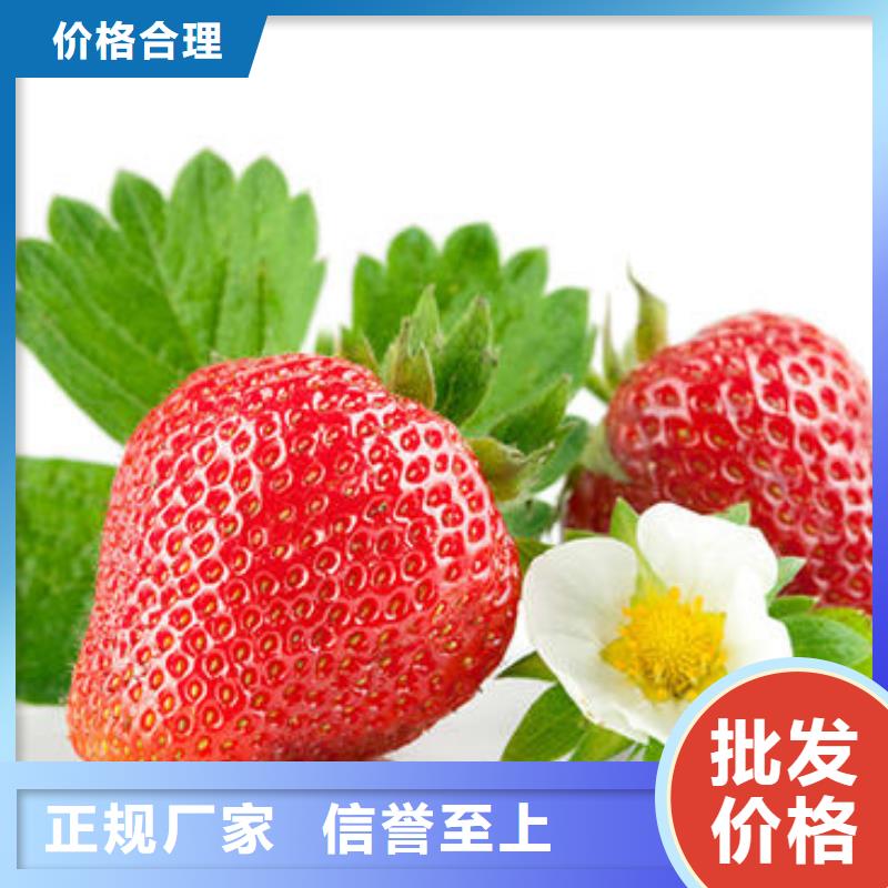 【 草莓苗 李子苗厂家十分靠谱】-兴海苗木种植社(临汾市分公司)