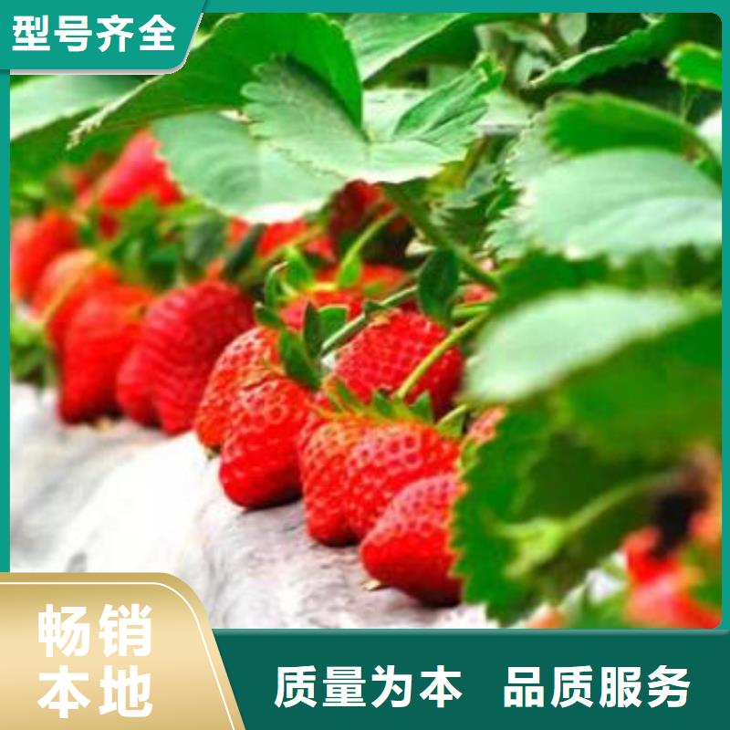 【草莓苗】-梨树苗低价货源