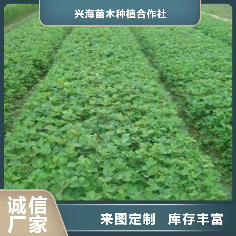 【兴海】草莓苗_【梨树苗】专业完善售后