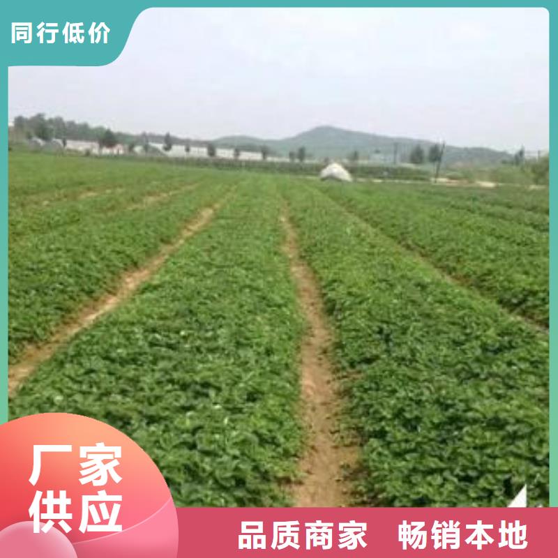 【 草莓苗 李子苗厂家十分靠谱】-兴海苗木种植社(临汾市分公司)