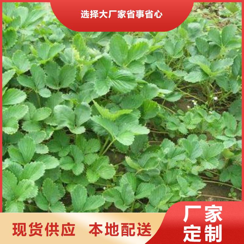 【 草莓苗 李子苗厂家十分靠谱】-兴海苗木种植社(临汾市分公司)