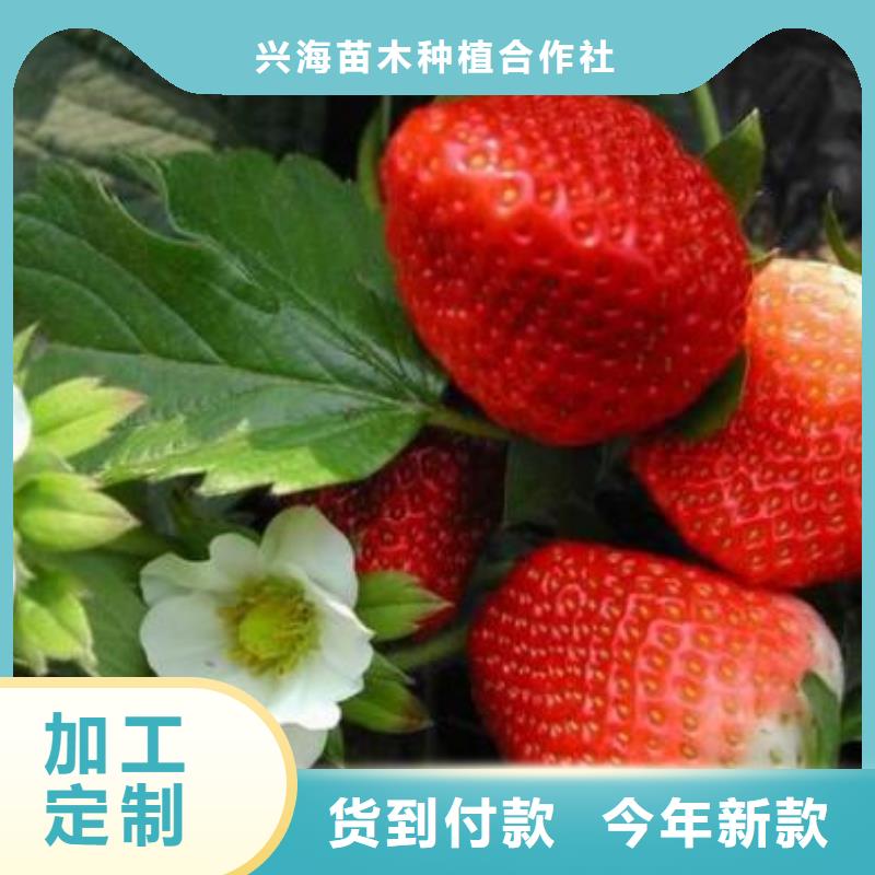 草莓苗蓝莓苗严选材质