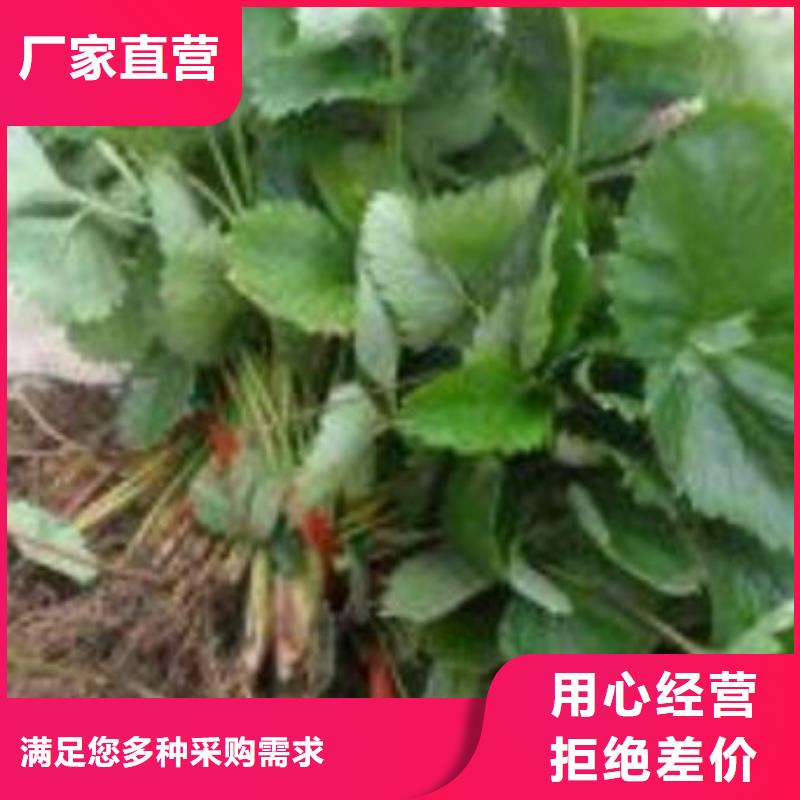 【 草莓苗 李子苗厂家十分靠谱】-兴海苗木种植社(临汾市分公司)
