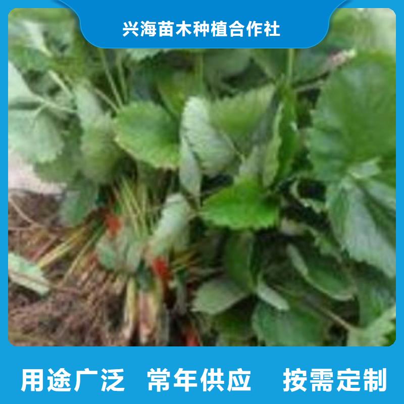 【兴海】草莓苗_【梨树苗】专业完善售后