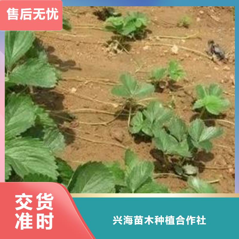 草莓苗花椒苗质优价廉