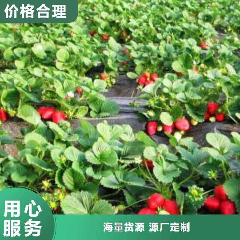 【兴海】草莓苗_【梨树苗】专业完善售后