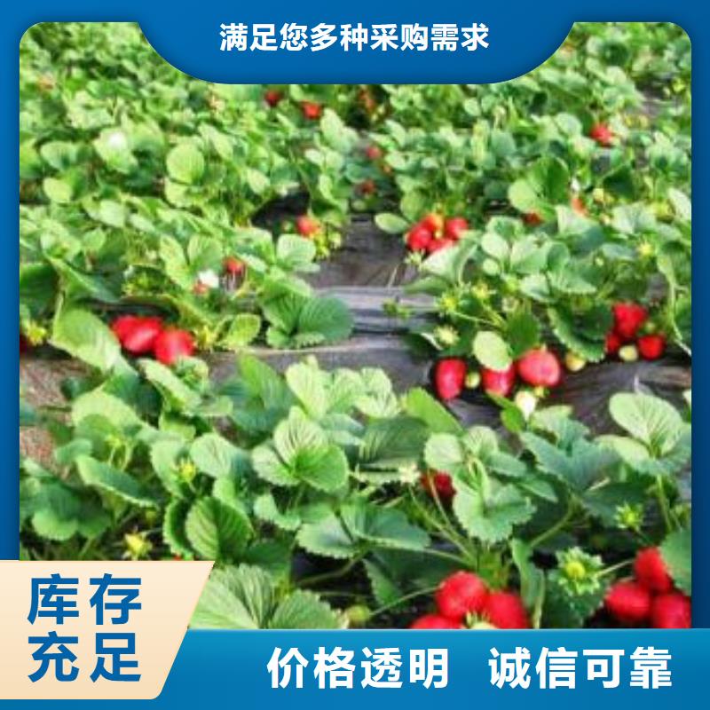 草莓苗【山楂苗】工厂直供