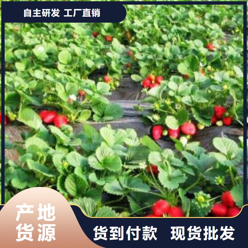 草莓苗蓝莓苗严选材质