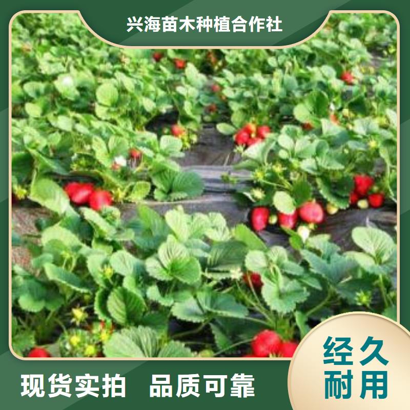 草莓苗花椒苗质优价廉