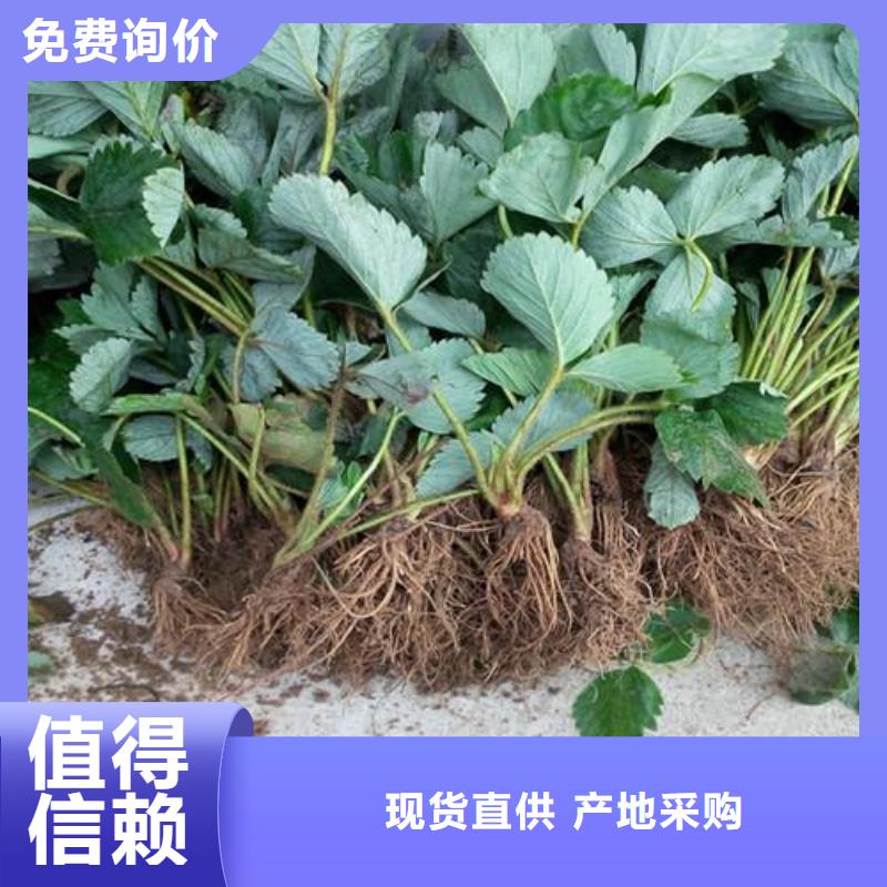 【 草莓苗 李子苗厂家十分靠谱】-兴海苗木种植社(临汾市分公司)