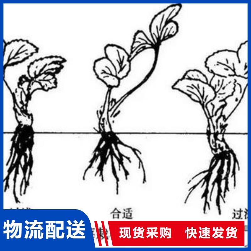 【兴海】草莓苗_【梨树苗】专业完善售后