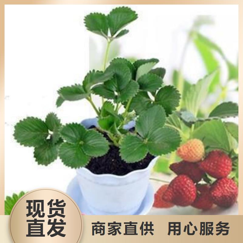 草莓苗【山楂苗】工厂直供