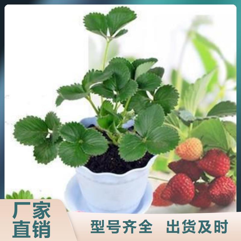 【草莓苗】-梨树苗低价货源