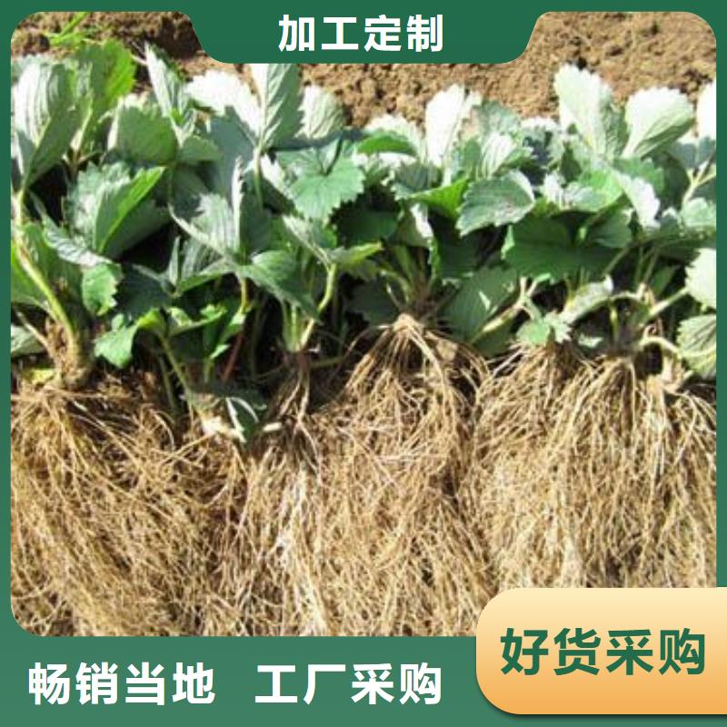 草莓苗花椒苗质优价廉