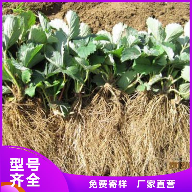 草莓苗蓝莓苗严选材质