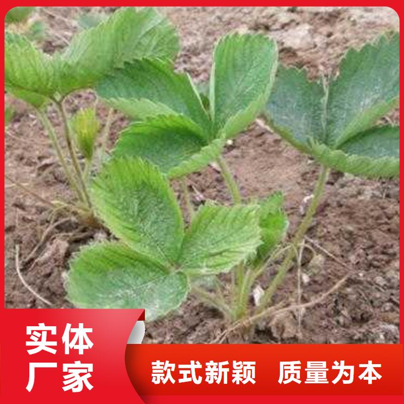 【 草莓苗 李子苗厂家十分靠谱】-兴海苗木种植社(临汾市分公司)