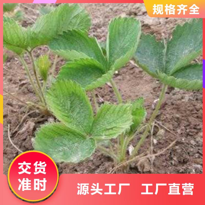 草莓苗花椒苗质优价廉