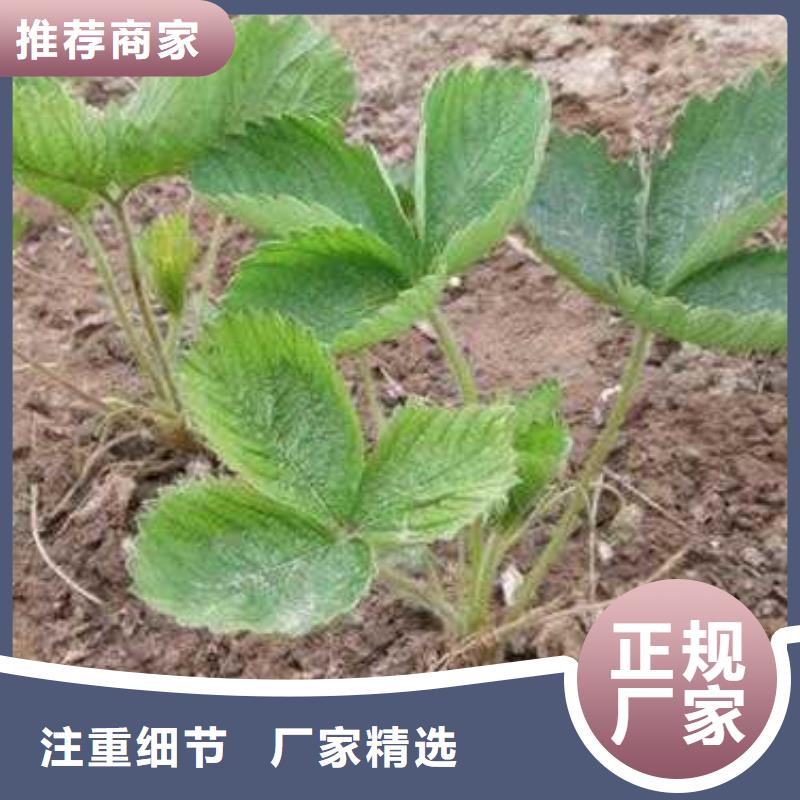 草莓苗花椒苗质优价廉