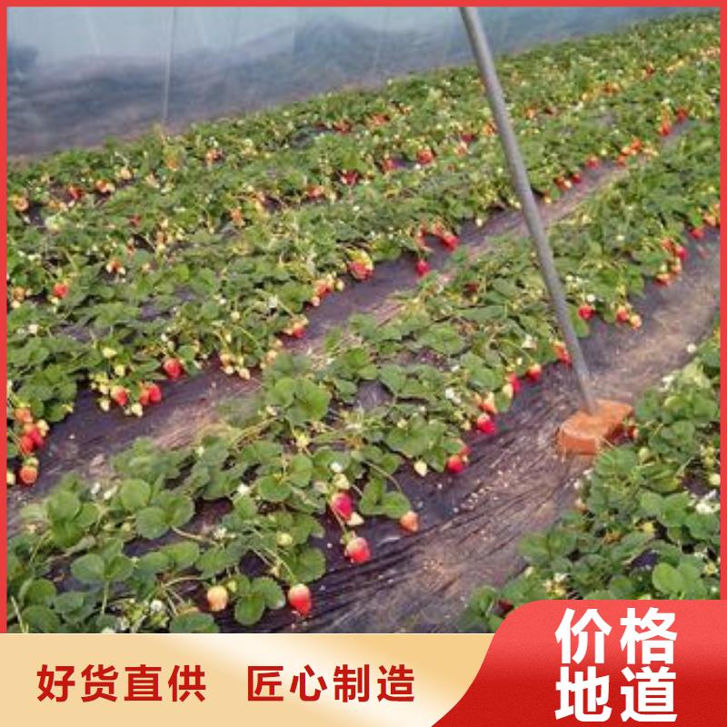 草莓苗花椒苗质优价廉