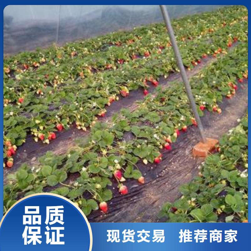 草莓苗【山楂苗】工厂直供