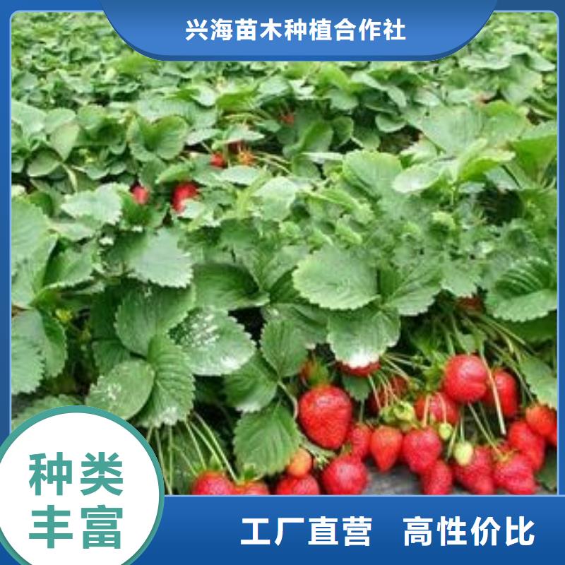 草莓苗【山楂苗】工厂直供