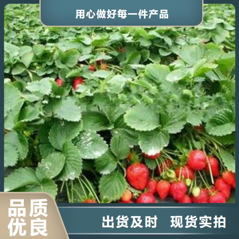草莓苗花椒苗质优价廉