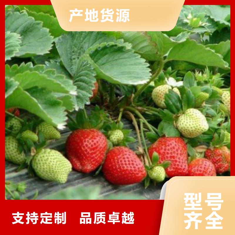 草莓苗【山楂苗】工厂直供