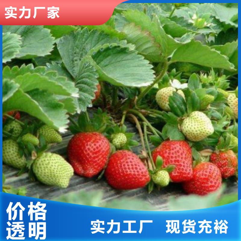 【草莓苗】-梨树苗低价货源