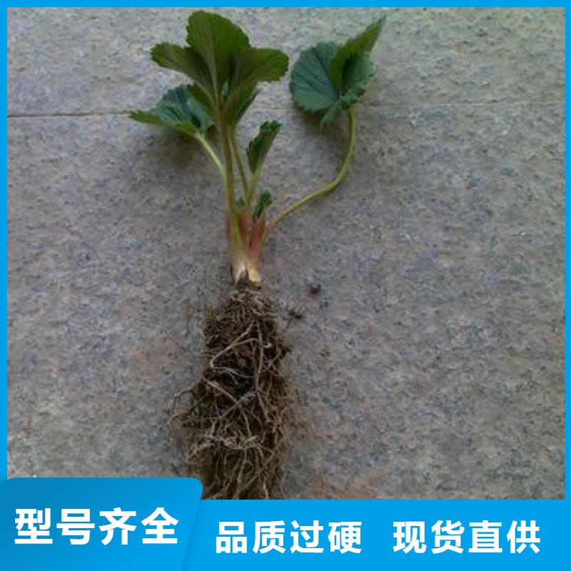 草莓苗【山楂苗】工厂直供