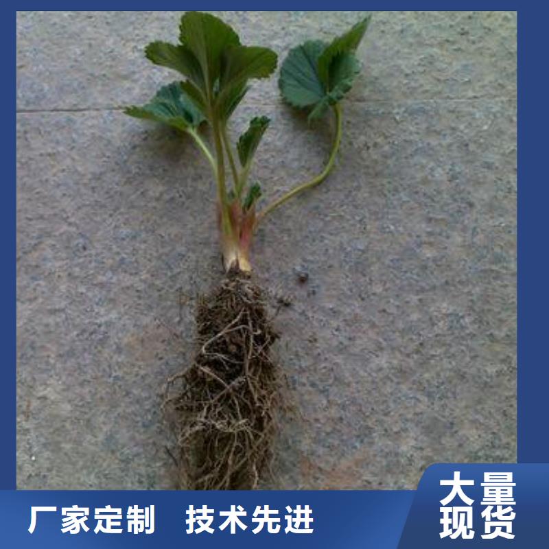 草莓苗花椒苗质优价廉