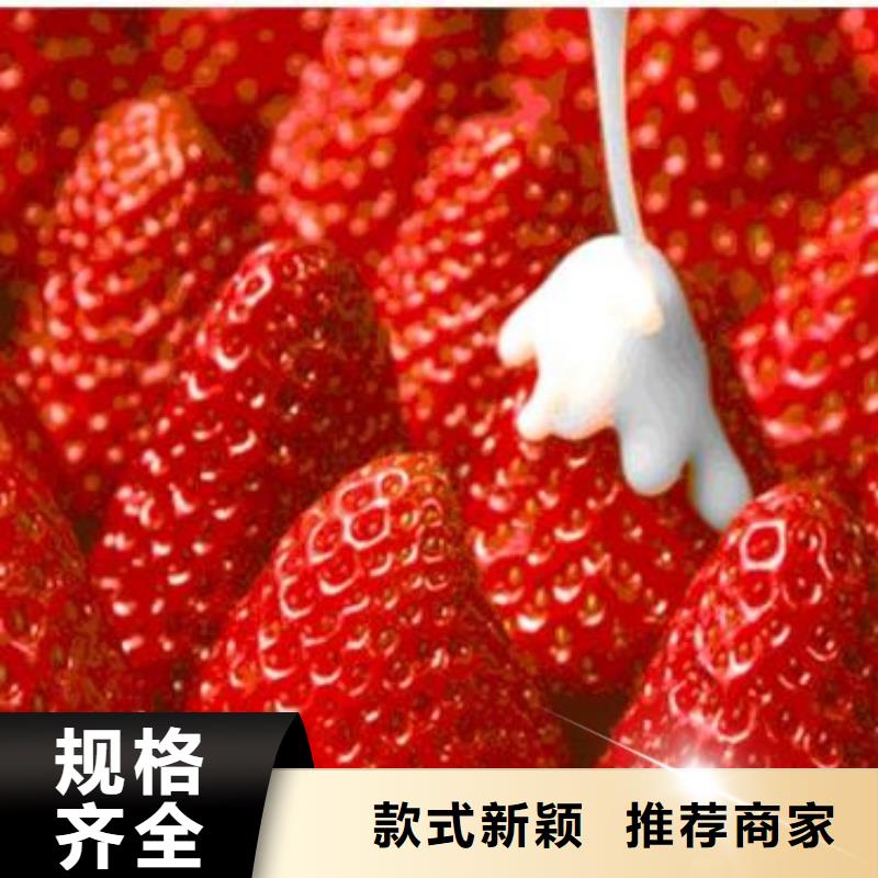 草莓苗【山楂苗】工厂直供