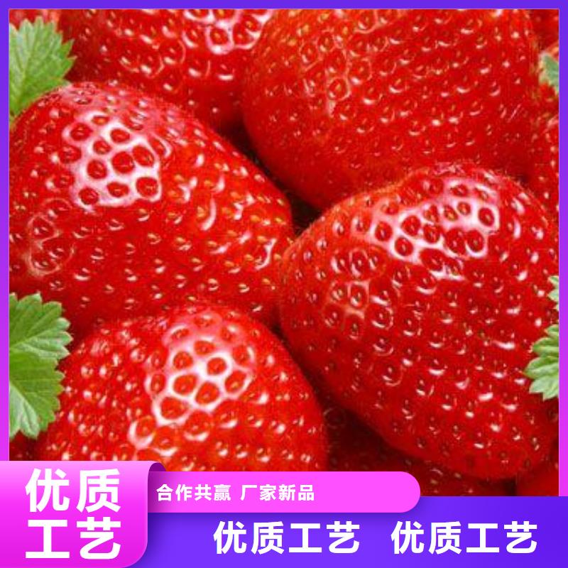 草莓苗【山楂苗】工厂直供