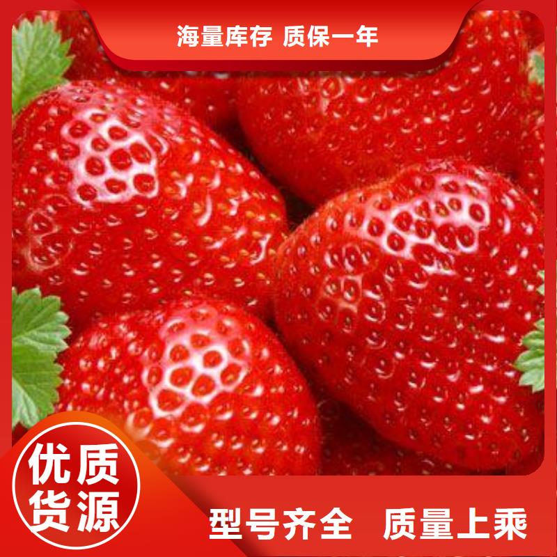 草莓苗花椒苗质优价廉